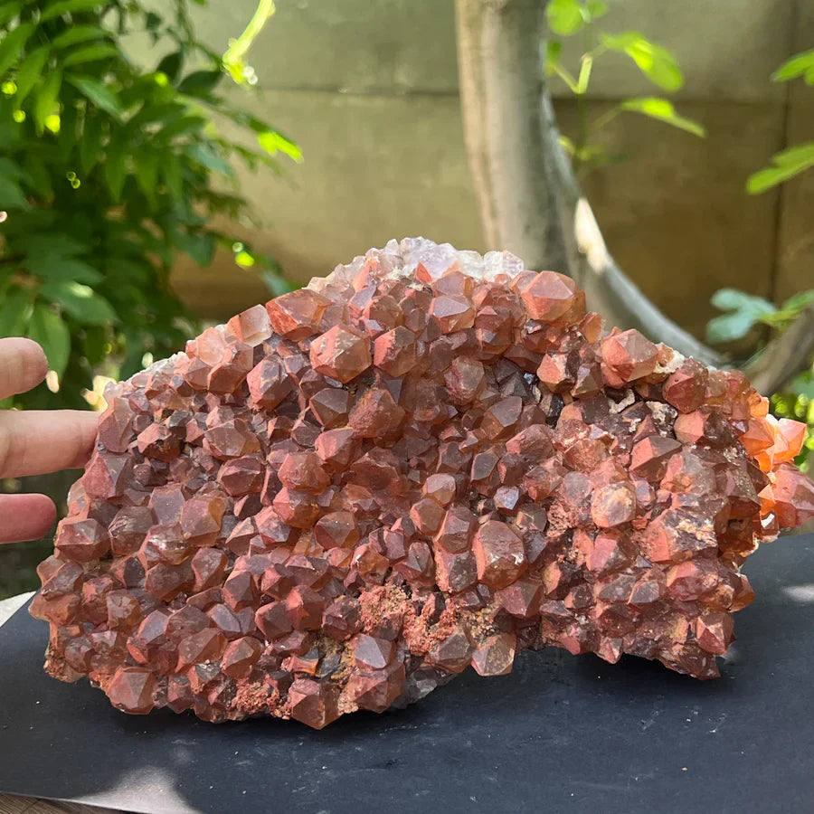 cluster hematoid rosu