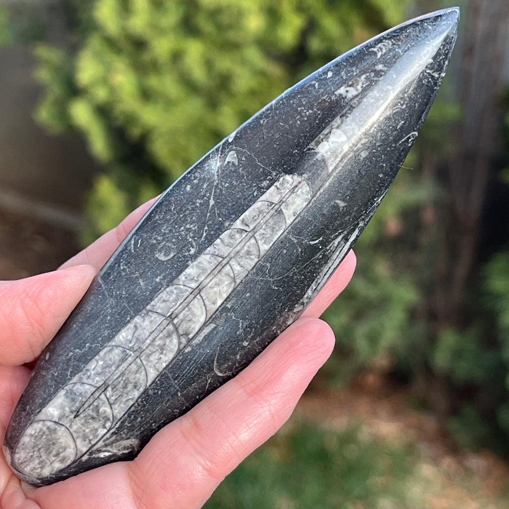 Fosil Orthoceras, mineral natural benefic.DRUZY