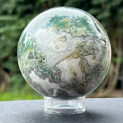 Mousse d'agate (mousse), arbre d'agate