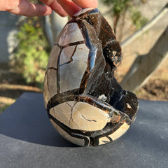 Pierre de dragon de Septaria