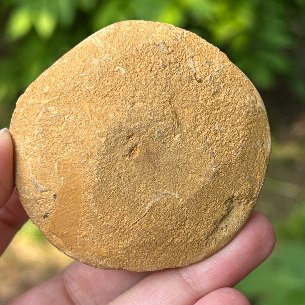 Fosilă Pygurus – Echinoderm Stea de Mare | Model 1, pietre semipretioase - druzy.ro 2 