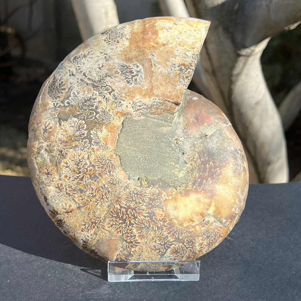 Ammonit Cleoniceras 17 cm * 14.5 cm,  model 3, druzy.ro, cristale 2