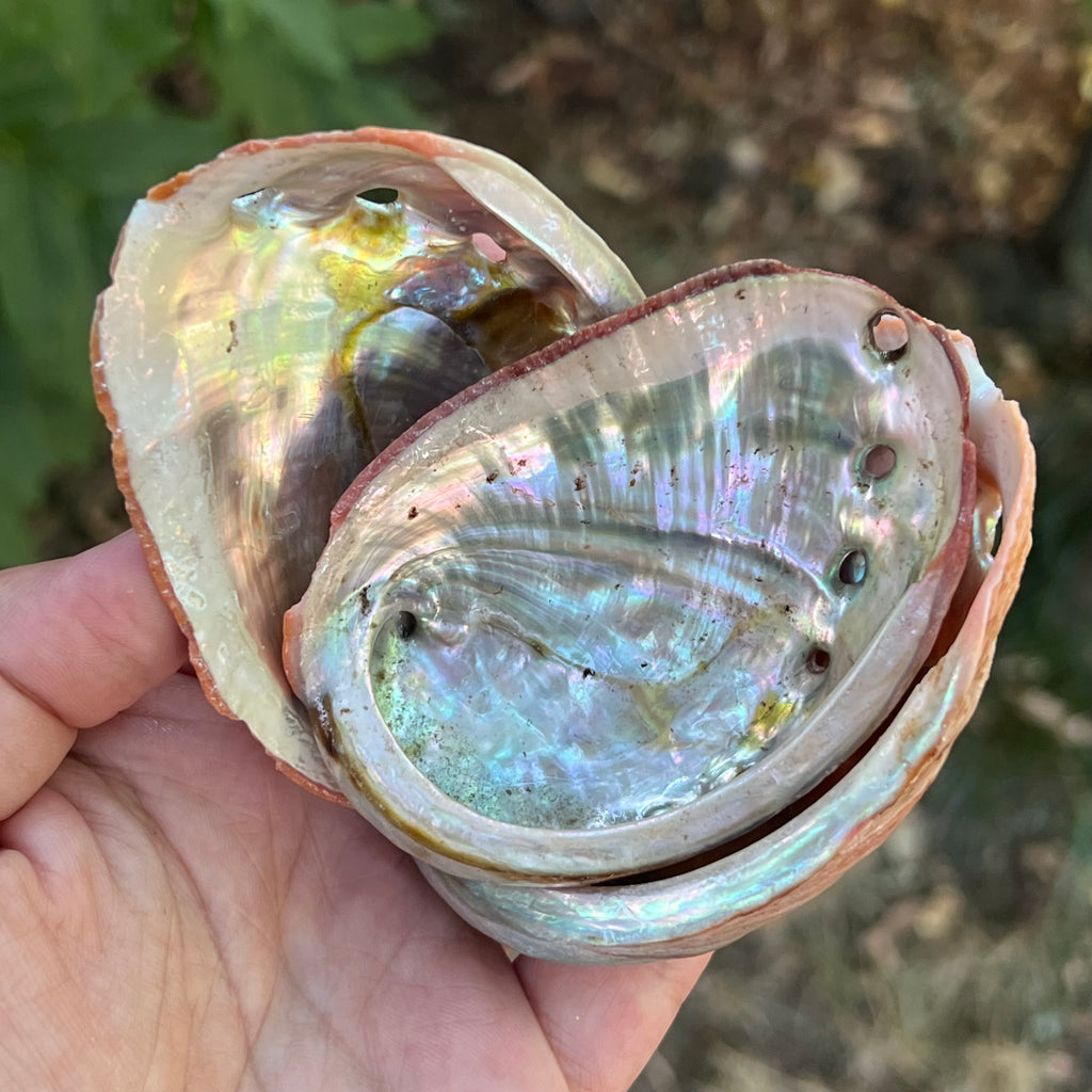 Scoica abalone suport ardere ierburi 8-10 cm, pietre semipretioase - druzy.ro 2 