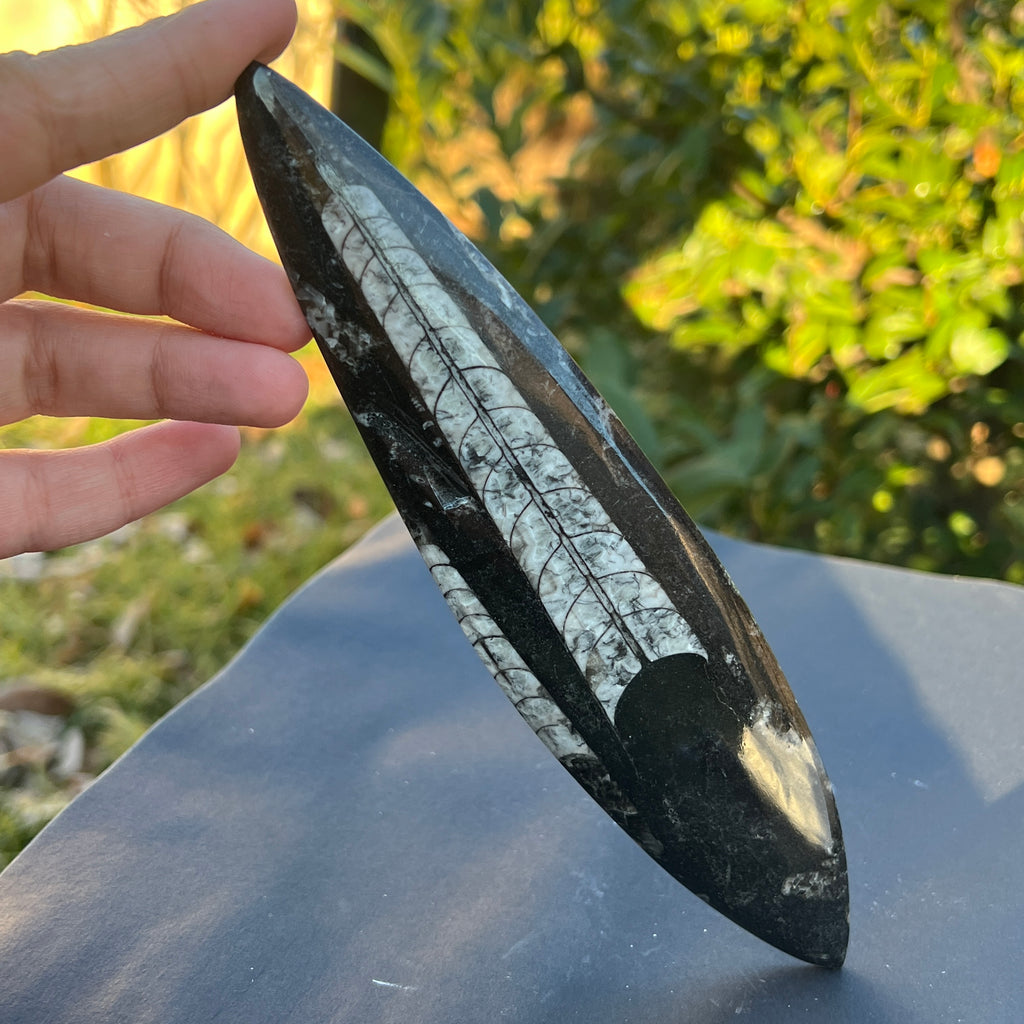 Fosil Orthoceras model 6, pietre semipretioase - druzy.ro 2 