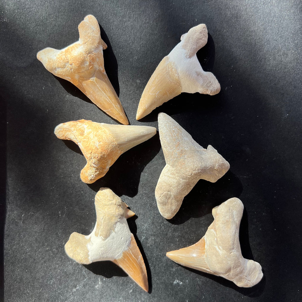 Dinte de rechin fosilizat, druzy.ro, cristale 1
