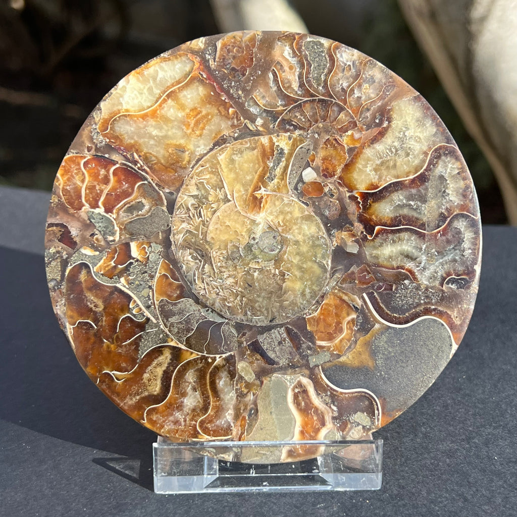 Fosil amonit felie XL 25 cm model 1, druzy.ro, cristale 1